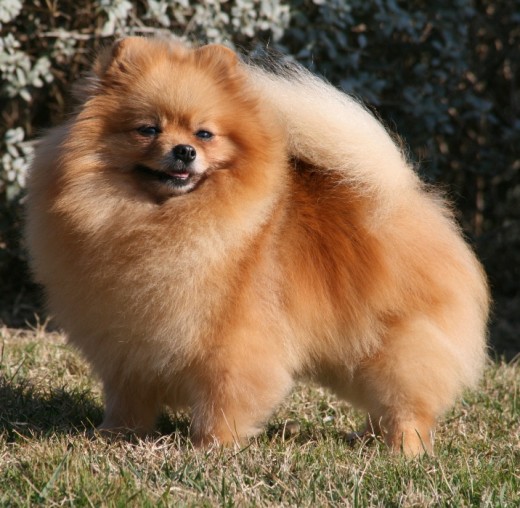 Campeona de España, Gibraltar, Portugal, Internacional y Best In Show Absoluto Monográfica Spitz Alemán C.E.S.A. 2011